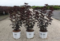 Physocarpus opulifolius 'Summer Wine Black'®(=Seward) - Blaasspirea 40-60 C3