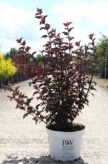 Physocarpus opul. 'Summer Wine Black'® 60/80 C10 Physocarpus opulifolius 'Summer Wine Black'®(=Seward) - Blaasspirea 60-80 C10