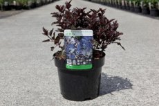 Physocarpus opulifolius 'All Black'® - Blaasspirea 50-60 C4