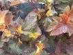 Physocarpus opulifolius 'Amber Jubilee'® 30/40 C Physocarpus opulifolius 'Amber Jubilee'® - Blaasspirea 30-40 C