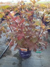 Physocarpus opulifolius 'Amber Jubilee'® - Blaasspirea 30-40 C