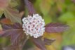 Physocarpus opulifolius 'Amber Jubilee'® 50/60 C4 Physocarpus opulifolius 'Amber Jubilee'® - Blaasspirea 50-60 C4