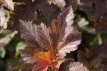 Physocarpus opulifolius 'Amber Jubilee'® 50/60 C4 Physocarpus opulifolius 'Amber Jubilee'® - Blaasspirea 50-60 C4