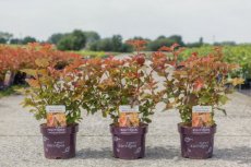 Physocarpus opulifolius 'Amber Jubilee'® - Blaasspirea 50-60 C4