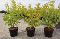 Physocarpus opulifolius 'Angel Gold®' - Blaasspirea 50-60 C4