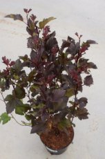 Physocarpus opulifolius  'Diable D'or' ® (‘Mindia’)-Blaasspirea 40-60 C4