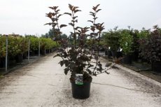 Physocarpus opulifolius ‘Diabolo’® 80/100 C10 Physocarpus opulifolius  ‘Diabolo’® - Blaasspiraea  80-100 C10