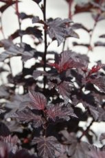 Physocarpus opulifolius 'Fireside®' - Blaasspirea  60-80 C10