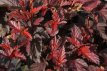 Physocarpus opulifolius 'Little Angel®' 40/50 C4 Physocarpus opulifolius 'Little Angel®' - Blaasspirea 40-50 C4