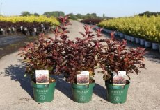 Physocarpus opulifolius 'Little Angel®' - Blaasspirea 40-50 C4