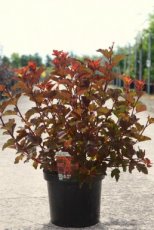 Physocarpus opulifolius 'Magic Ball® - Blaasspirea 50-60 C10