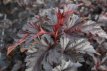 Physocarpus opulifolius 'Midnight'® 40/50 C4 Physocarpus opulifolius 'Midnight'® - Blaasspirea 40-50 C4