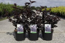 Physocarpus opulifolius 'Midnight'® - Blaasspirea 40-50 C4