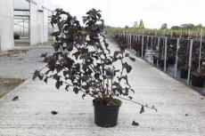 Physocarpus opulifolius 'Midnight'® 60/80 C10 Physocarpus opulifolius 'Midnight'® - Blaasspirea 60-80 C10