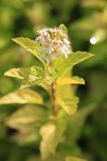 Physocarpus opulifolius 'Minion' - Blaasspirea 50-60 C4