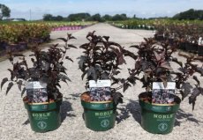 Physocarpus opulifolius 'Panther'® - Blaasspirea 50-60 C4