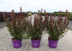 Physocarpus opulifolius 'Spicy Devil®' - Blaasspirea 50-60 C4