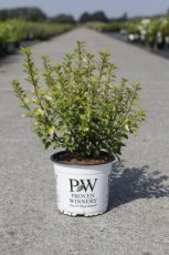 Physocarpus opulifolius 'Tiny Wine Gold®' - Blaasspirea 40-50 C3