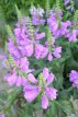 Physostegia virginiana ‘Vivid’ Physostegia virginiana ‘Vivid’ | Scharnierplant 70 P9