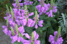 Physostegia virginiana ‘Vivid’ | Scharnierplant 70 P9