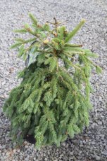 Picea abies(=excelsa) | Fijnspar/kerstspar  100-125 Mot