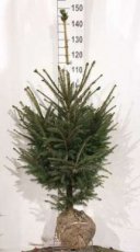 Picea abies 125/150 Mot Picea abies | Fijnspar/kerstspar 125-150  Mot