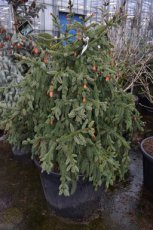 Picea abies 'Acrocona Nana' 90/100 Picea abies 'Acrocona Nana' | Fijnspar 90-100 C160