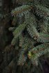 Picea abies 'Inversa' 80/100 mot Picea abies 'Inversa' | Fijnspar/kerstspar 80-100 mot