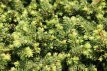 Picea abies 'Little Gem' 25/30 C5 Picea abies 'Little Gem' | Fijnspar 25-30 C5