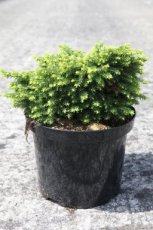 Picea abies 'Little Gem' 25/30 C5