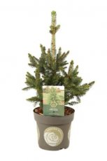 Picea abies 'Will's Zwerg' 20/25 C3 Picea abies 'Will's Zwerg' | Fijnspar 20-25 C3