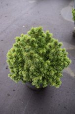 Picea glauca ‘Alberta Globe’ | Dwergspar 20-25 C5