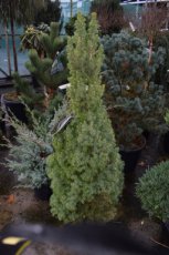 Picea glauca ‘Conica’ 60/80 C5 Picea glauca ‘Conica’ | Dwergspar 60-80 C5