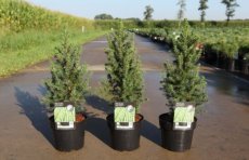 Picea glauca 'December' 30/40 C3