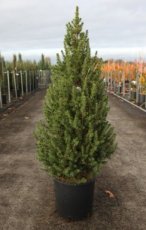 Picea glauca 'December' 60/80 C12 Picea glauca 'December' - Fijnspar 60-80 C12