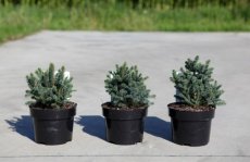 Picea glauca 'Echiniformis' 15/20 C2