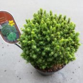 Picea glauca 'Jalako Gold' | Dwergspar 20-25 C