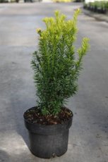 Taxus baccata 'Jalako Sunrise' | Venijnboom 30-35  C