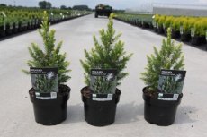 Picea glauca ‘Rainbow’s End’ 20/25 C2 Picea glauca ‘Rainbow’s End’ | Dwergspar 20-25 C2