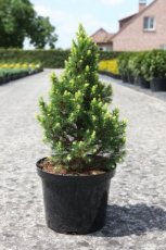 Picea glauca ‘Rainbow’s End’ Picea glauca ‘Rainbow’s End’ | Dwergspar 35-40 C5