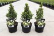 Picea ‘J.W. Daisy’s White’ 25/30 C2 Picea glauca ‘J.W. Daisy’s White’ | Dwergspar 25-30 C2