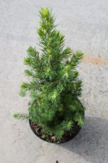 Picea ‘J.W. Daisy’s White’ 25/30 C2 Picea glauca ‘J.W. Daisy’s White’ | Dwergspar 25-30 C2