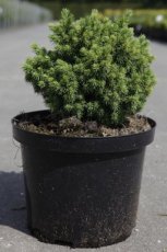 Picea 'Jalako Gold' 20/25 C5