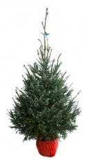 Picea omorika 100/125 Mot Picea omorika | Servische spar 100-125 Mot