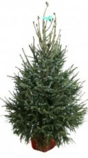 Picea omorika 125/150 Mot Picea omorika | Servische spar 125-150 Mot