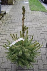 Picea omorika | Servische spar 80-100 Mot