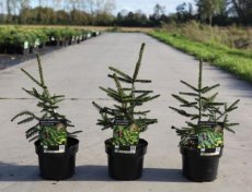 Picea orient. 'Aureospicata' 20/25 C2