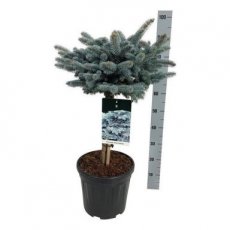 Picea pung.‘Glauca Globosa’ bol 30 cm-stam 40 Picea pungens‘Glauca Globosa’ bol 30 - stam 40