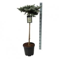 Picea pung.‘Glauca Globosa’ bol 30 cm-stam 60 Picea pungens‘Glauca Globosa’ bol 30 - stam 60