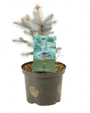 Picea pungens ‘Blue Diamond’ | Kerstspar-Blauwspar 25-30 C3